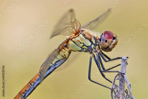A dragonfly (Odonáta) sits on a grass stalk. The dragonfly's huge eyes look incredibly fantastic.  Dragonflies are active predators that feed on insects caught on the fly.  © achkin