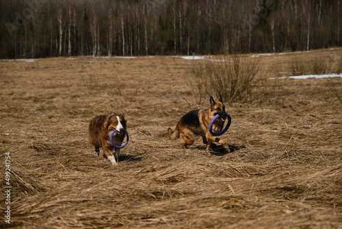 Fototapeta Naklejka Na Ścianę i Meble -  Purebred dogs have fun together. Two Shepherds German and Australian are best friends running in field with dry grass on clear sunny day with toys rings in their teeth.