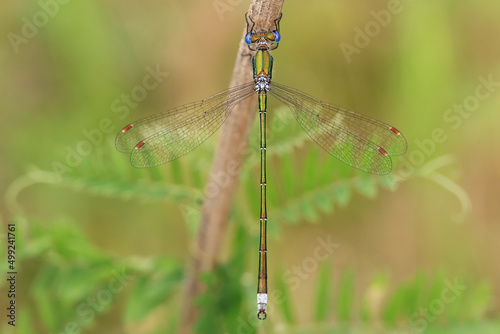 Dragonfly (Emerald dragonfly, Lestes dryas) has a small size, thin elongated Metallic shiny body. At rest, he keeps his wings open.