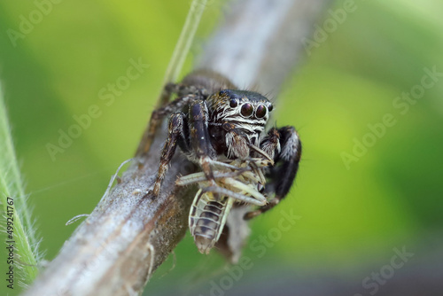 Jumping spiders doesn 't build webs, it jumps and attracts its pray.
Jumping spiders have eight eyes, arranged in three rows. Such eyes provide the review almost in 360 degrees. 
 photo