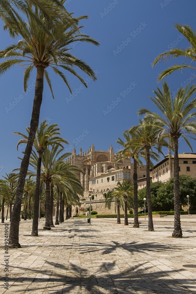 Fototapeta premium Palm alley. La Seu, Cathedral of Santa Maria is a Gothic Roman Catholic cathedral, Palma de Mallorca, Mallorca, Spain. Beautiful summer day, historic building, popular tourist location.