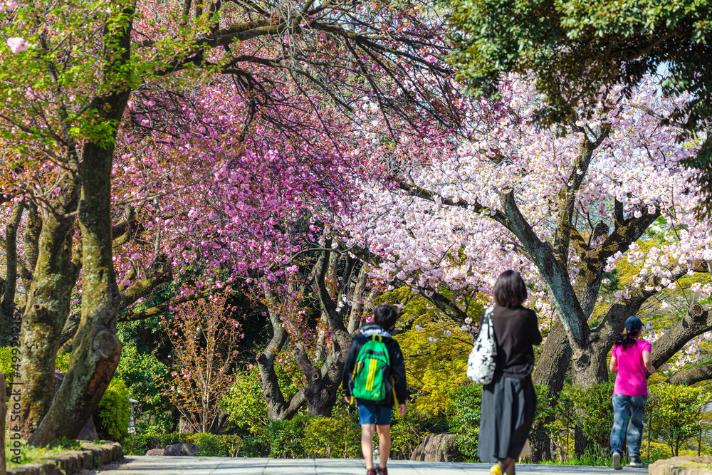 春の飛鳥山公園