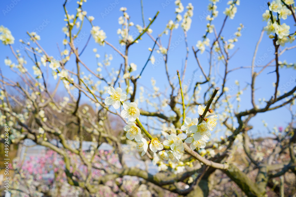 梅花(香川県高松市)香川県園芸総合センター 梅花(香川県高松市)香川県園芸総合センター