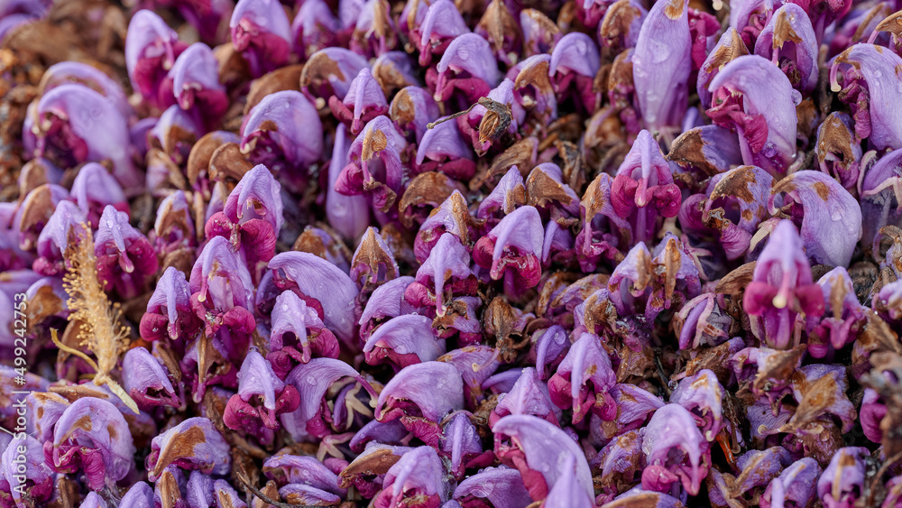 Close-up with purple Lathraea clandestine (Purple toothwort) in natural state and drops of water
