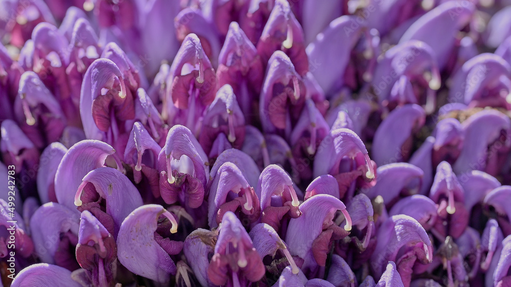 Close-up with Purple toothwort (Lathraea clandestine) on sunny morning and selective focus