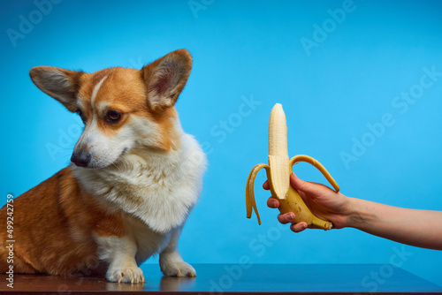 Funny studio portrait of a Welsh Corgi Pembroke dog on blue background. A gift for a beloved pet. Naughty dog doesn't want to eat a banana. The dog turns his head to the side. Training. photo