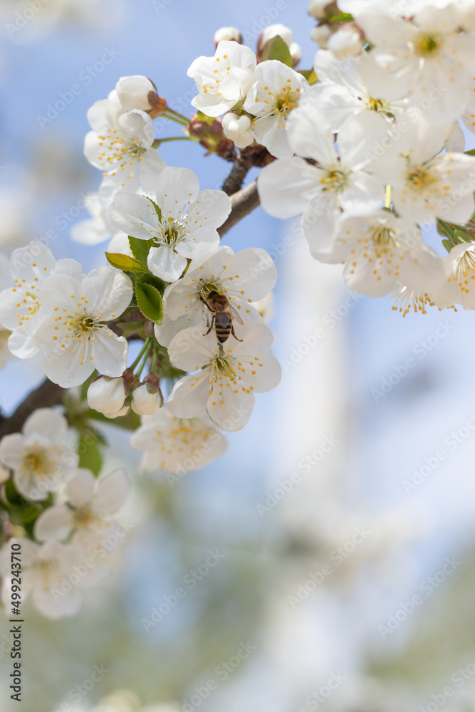 Obraz premium spring tree blossom