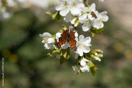 spring butterfly on blossom flower
