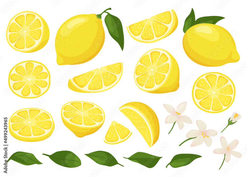 Cartoon lemon. Ripe yellow sliced lemons with blossom flowers and ...