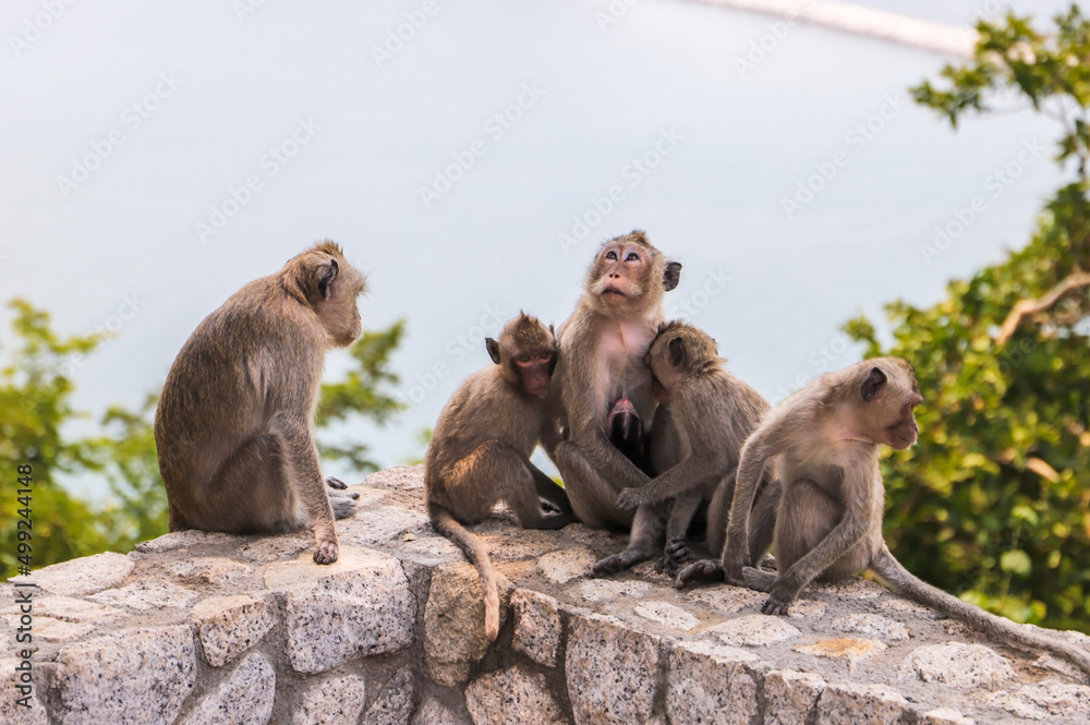Naklejka premium long-tailed macaques