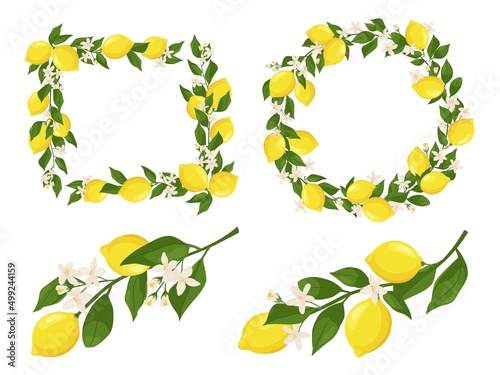 Flowering lemon branches. Branch frame with lemons, leaves and blossom flowers vector set
