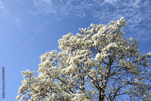 青空を背景に、満開の花を咲かせているハクモクレン photo