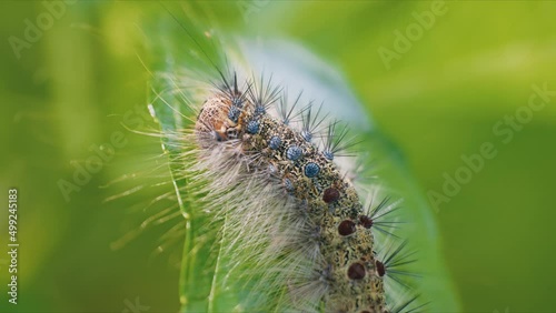 close up of a caterpillar/tea tussock moth