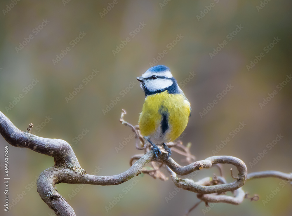Fototapeta premium Blaumeise (Cyanistes caeruleus, Syn.: Parus caeruleus)