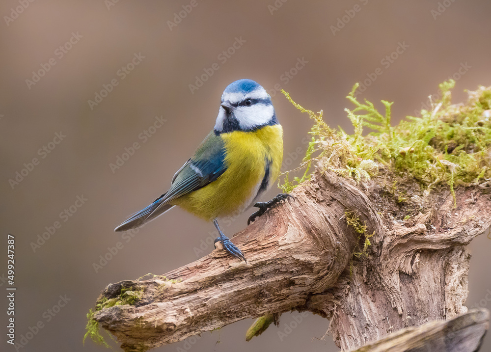 Blaumeise (Cyanistes caeruleus, Syn.: Parus caeruleus)
Blaumeise (Cyanistes caeruleus, Syn.: Parus caeruleus)