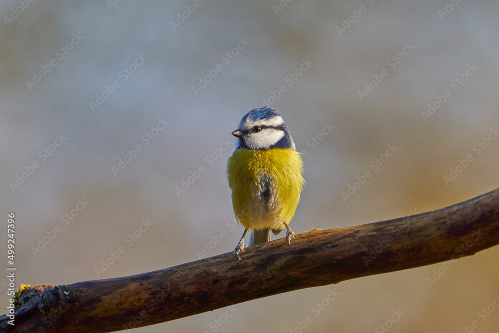 Blaumeise (Cyanistes caeruleus, Syn.: Parus caeruleus)
Blaumeise (Cyanistes caeruleus, Syn.: Parus caeruleus)