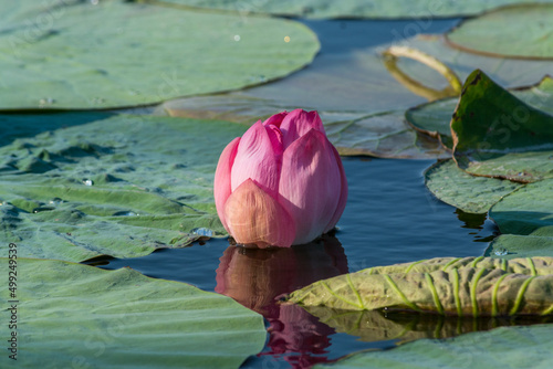 pink water lily