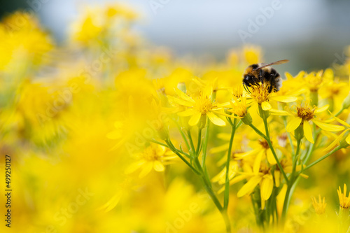 Bumblebee feeding nectar and pollinating Golden ragwort (Senecio doria). Yellow blooming perennial flower in the garden. © ekim