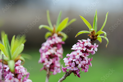 Bild auf Leinwand Daphne mezereum, commonly known as mezereon, branch with pink flowers against blurred background in early spring garden
