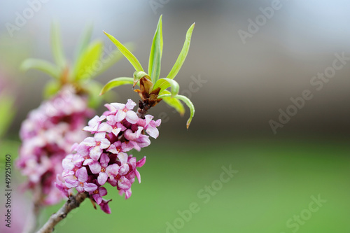 Obraz na plátně Daphne mezereum, commonly known as mezereon, branch with pink flowers against blurred background in early spring garden