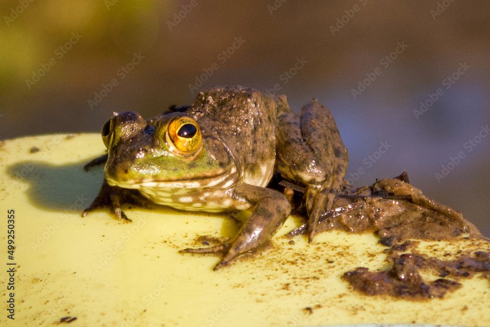Fototapeta premium frog on a paddle