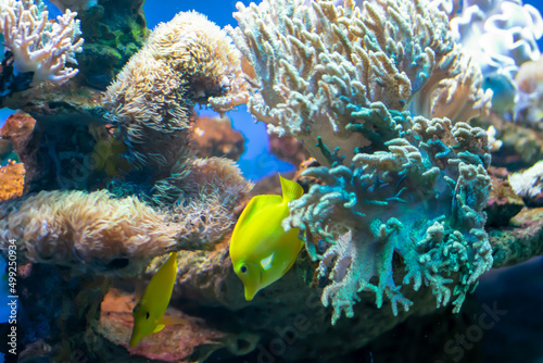 coral reef with colorful fishes on a blue background