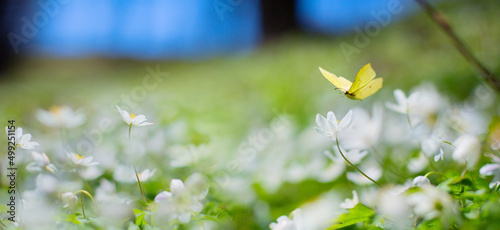 Art Spring floral landscape; beautiful white spring flower and fly butterfly against evening sunny sky; nature landscape background.