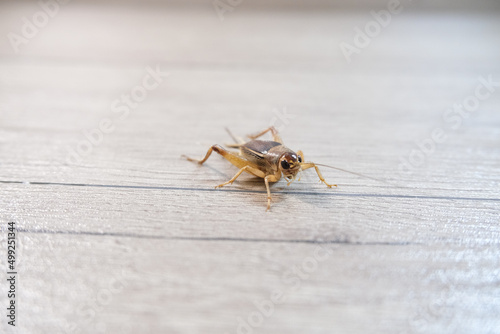 cricket on the floor