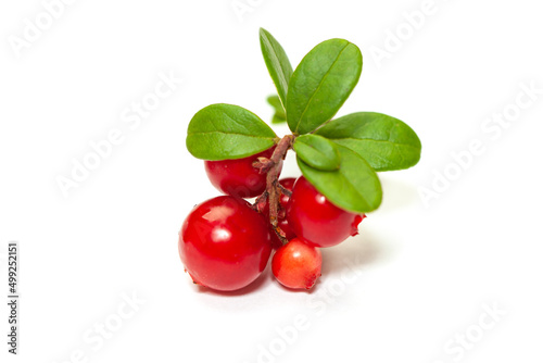 Lingonberry isolated on white background