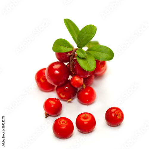 Red cowberry with green leaves isolated on white background