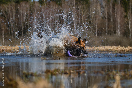 Fototapeta Naklejka Na Ścianę i Meble -  Have fun on walk. German Shepherd dives into puddle and tries to get toy ring and splashes fly in different directions. Beautiful phase of movement of active energetic fast dog.
