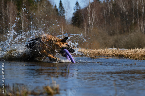 Fototapeta Naklejka Na Ścianę i Meble -  Beautiful phase of movement active energetic fast dog. Have fun on walk. German Shepherd jumps into puddle and pulls out toy ring with teeth and splashes fly in different directions.