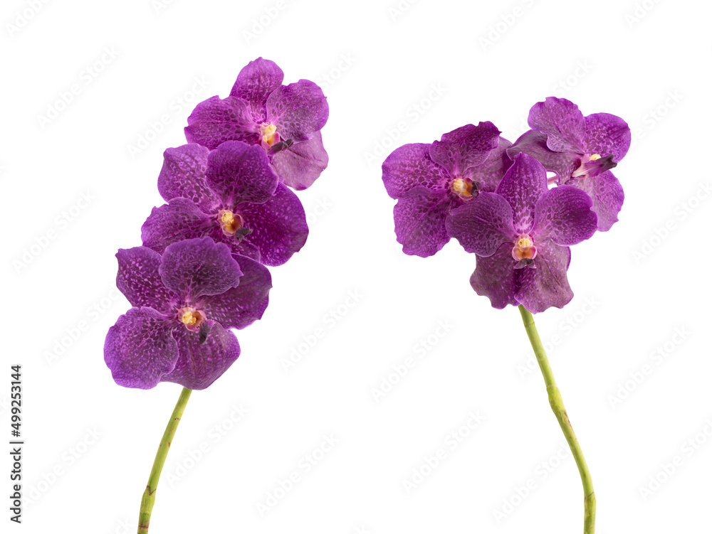Orchids or vanda coerulea isolated on white background with clipping path.