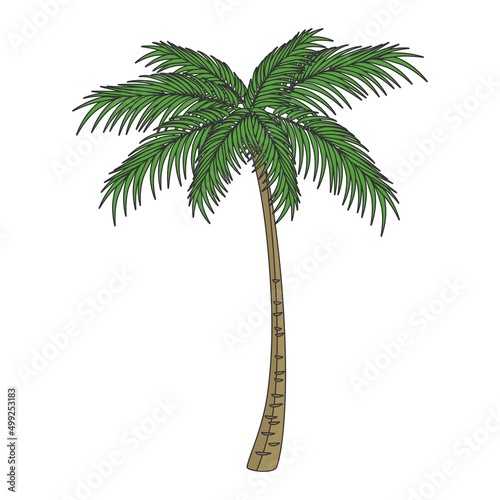 Hand drawn style vector illustration of palm tree isolated on background.