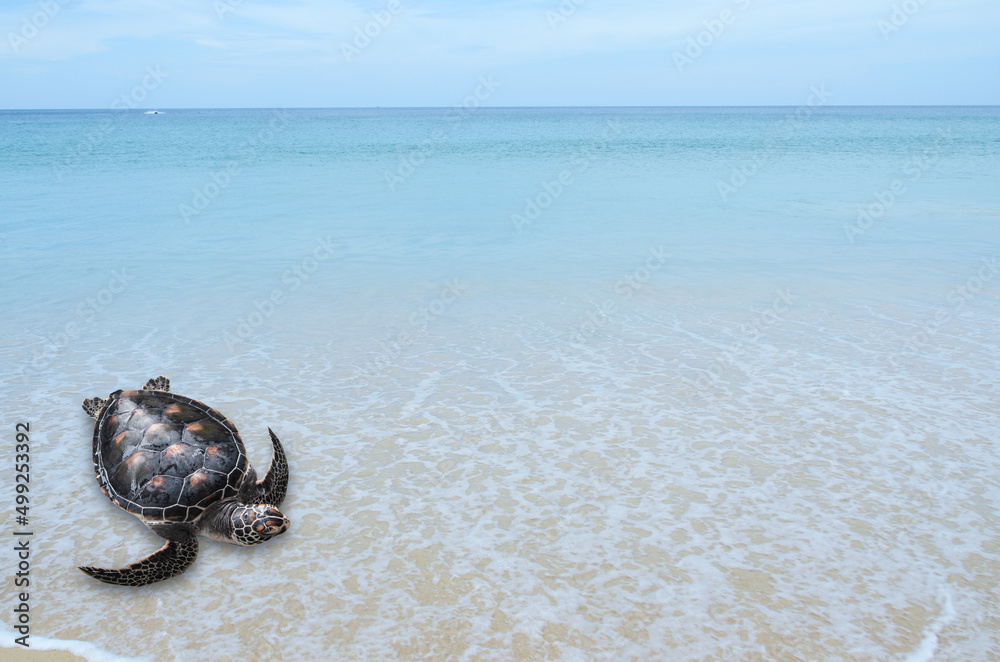 World turtle day, earth day and world environment day. World turtle day, earth day and world environment day.