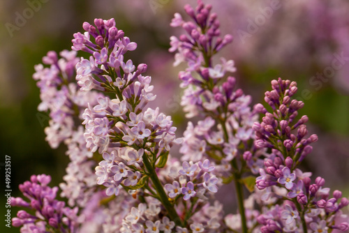 Beautiful lilac flowers close up background