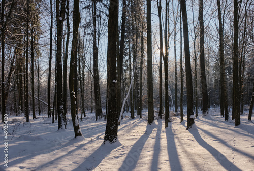 Old deciduous forest in sunny winter day