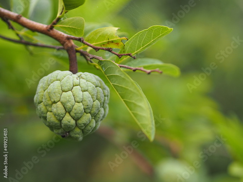 fruit custard apple tree, sugar apple, sweetsop, or anon, Annona squamosa plants Annona squamosa, Annonaceae petals with 3 petals blooming in garden nature background, sweet food