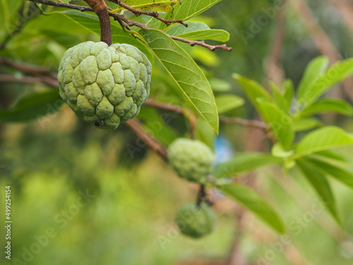 fruit custard apple tree, sugar apple, sweetsop, or anon, Annona squamosa plants Annona squamosa, Annonaceae have Greenish yellow flowers blooming in garden on blurred of nature background, sweet food