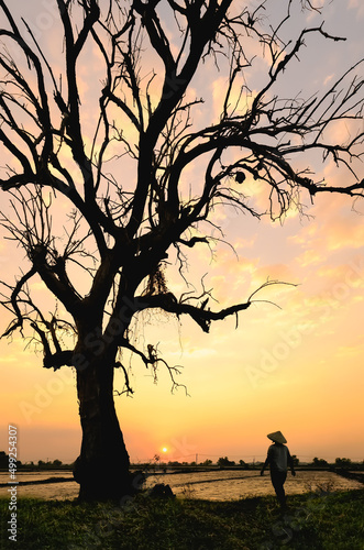 Dry old tree and woman standing in the field during sunset. Tay Ninh province  Vietnam.