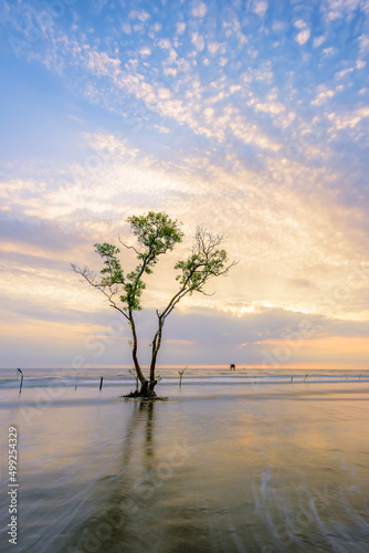 The lonely tree growing on the beach in sunrise. Tien Giang province, Vietnam. © ducvien