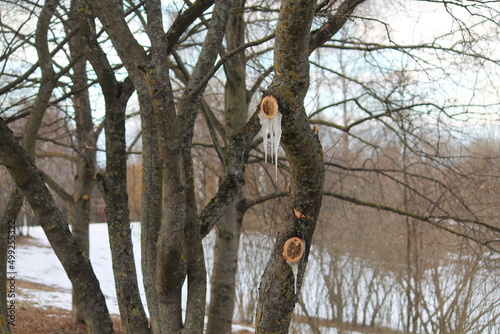 Fresh cut branch on tree trunk