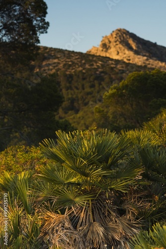 Setting sun over Sant Elm  Balearic Islands  Mallorca  Spain. Sea  palm trees  mountains  rocks  icy  sunny day.
