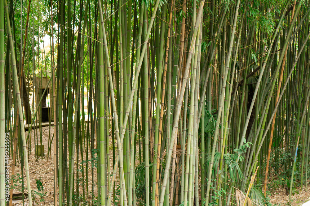 green bamboo groves on the street in the city green bamboo groves on the street in the city