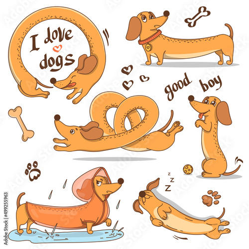 Set of hand-drawn dachshund dogs. Colorful vector illustration in doodle style.