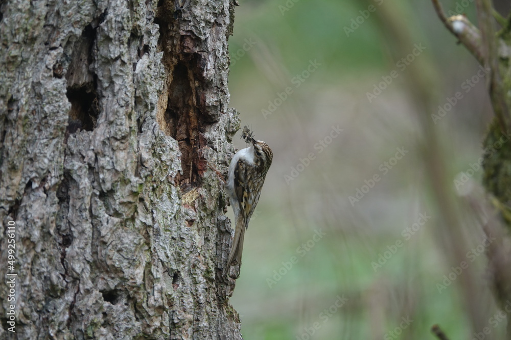 Eurasian treecreeper (Certhia familiaris) approaching nest site concealed behind tree bark Eurasian treecreeper (Certhia familiaris) approaching nest site concealed behind tree bark