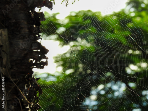 A close up shot of a spider web with a defocused background with trees photo