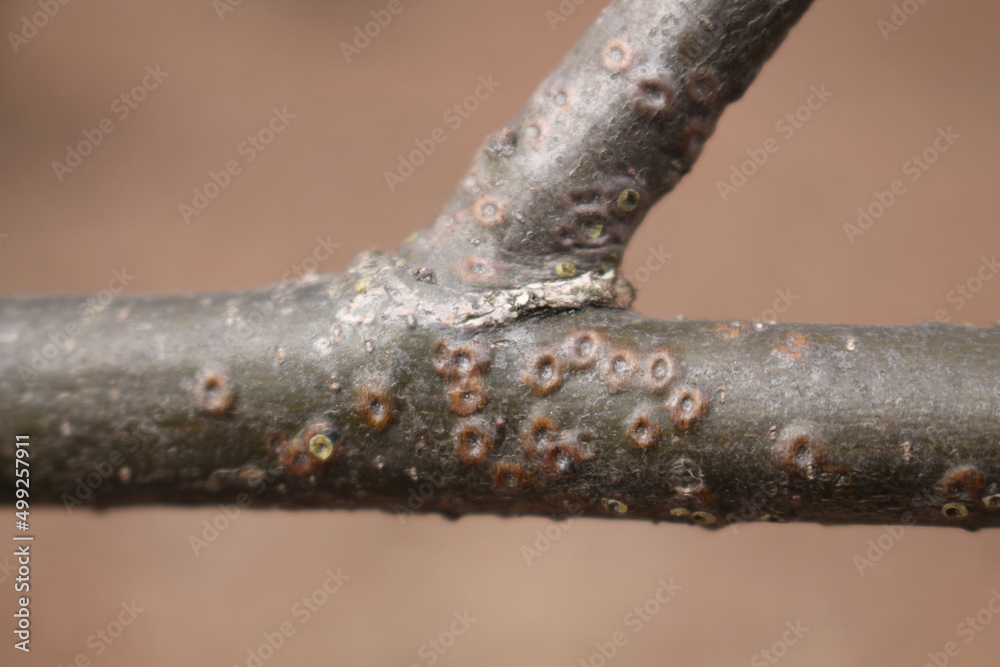 Damage to oak branch caused by Golden oak scale (Asterodiaspis variolosa) Damage to oak branch caused by Golden oak scale (Asterodiaspis variolosa)