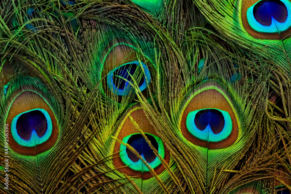 Obraz premium Peacock feathers closeup. Top view. 