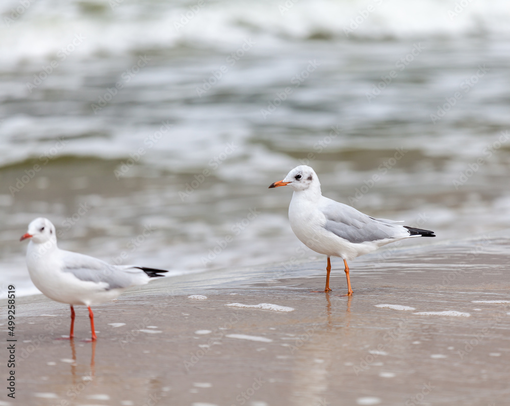 Seagull in the natural environment on the Baltic Sea. Seagull in the natural environment on the Baltic Sea.